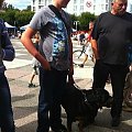 Ajsza z wizytą w Sopocie #rottka #rottweiler #adopcja