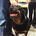 Ajsza z wizytą w Sopocie #rottka #rottweiler #adopcja