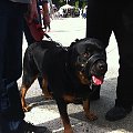 Ajsza z wizytą w Sopocie #rottka #rottweiler #adopcja