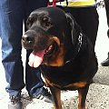 Ajsza z wizytą w Sopocie #rottka #rottweiler #adopcja