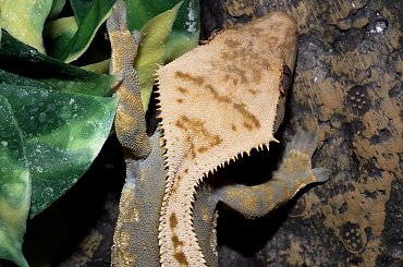 #back #CorrelophusCiliatus #creme #CrestedGecko #GekonOrzęsiony #Kronengecko #pinstripe #RhacodactylusCiliatus #solid