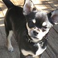 LILO-for sale #ChihuahuaPsyLulaLiloEtiennette
