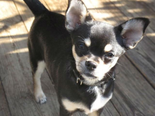 LILO-for sale #ChihuahuaPsyLulaLiloEtiennette