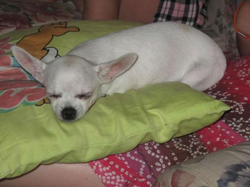 LULA-for sale #ChihuahuaPsyLulaLiloEtiennette