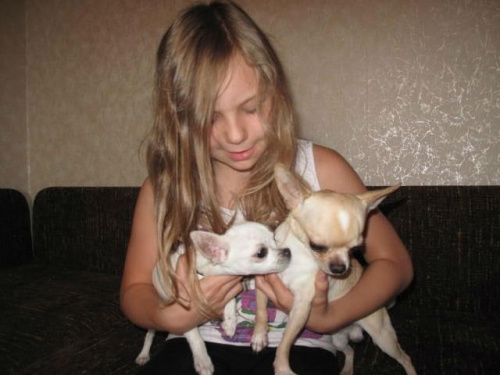Lula z tatusiem #ChihuahuaPsyLulaLiloEtiennette
