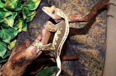 #back #CorrelophusCiliatus #creme #CrestedGecko #GekonOrzęsiony #Kronengecko #pinstripe #RhacodactylusCiliatus #solid