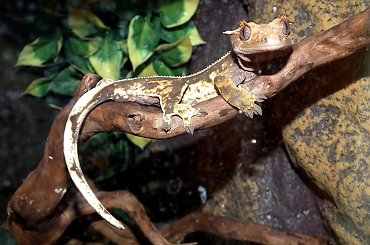 #back #CorrelophusCiliatus #creme #CrestedGecko #GekonOrzęsiony #Kronengecko #pinstripe #RhacodactylusCiliatus #solid