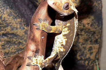 #back #CorrelophusCiliatus #creme #CrestedGecko #GekonOrzęsiony #Kronengecko #pinstripe #RhacodactylusCiliatus #solid