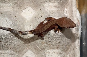 #CorrelophusCiliatus #CrestedGecko #GekonOrzęsiony #hatchling #Kronengecko #młody #RhacodactylusCiliatus #young