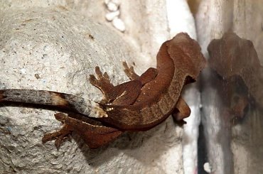 #CorrelophusCiliatus #CrestedGecko #GekonOrzęsiony #hatchling #Kronengecko #młody #RhacodactylusCiliatus #young