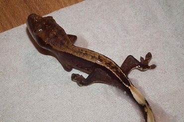 #CorrelophusCiliatus #CrestedGecko #GekonOrzęsiony #hatchling #Kronengecko #młody #RhacodactylusCiliatus #young