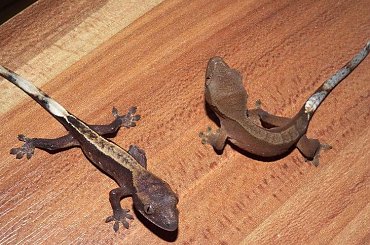 #CorrelophusCiliatus #CrestedGecko #GekonOrzęsiony #hatchling #Kronengecko #młody #RhacodactylusCiliatus #young