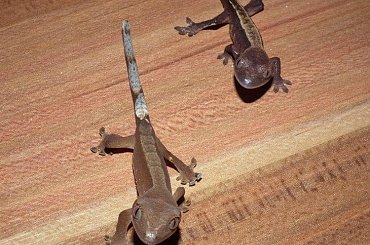 #CorrelophusCiliatus #CrestedGecko #GekonOrzęsiony #hatchling #Kronengecko #młody #RhacodactylusCiliatus #young