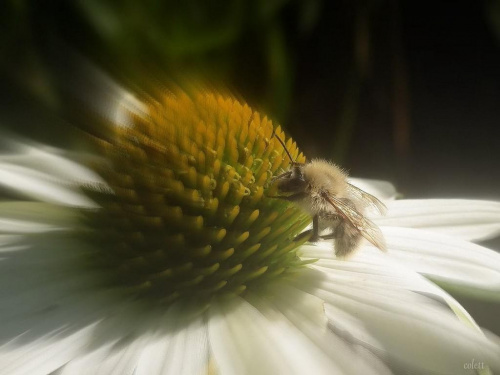#kwiatry #makro #owady #wrzesień