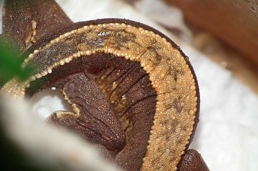 #CorrelophusCiliatus #CrestedGecko #GekonOrzęsiony #hatchling #Kronengecko #młody #RhacodactylusCiliatus #young