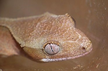#CorrelophusCiliatus #CrestedGecko #GekonOrzęsiony #hatchling #Kronengecko #młody #RhacodactylusCiliatus #young