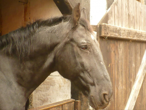 Gamle By (Stare Miasto) - żywy skansen, Aarhus, Dania