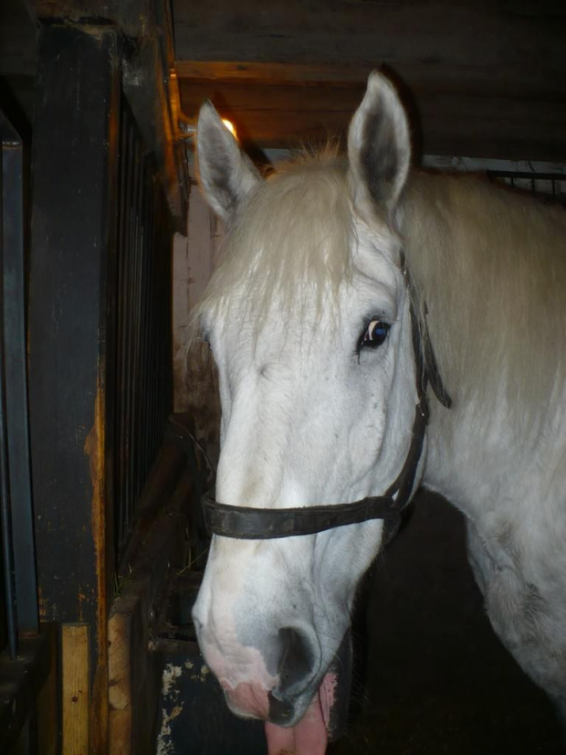 Gamle By (Stare Miasto) - żywy skansen, Aarhus, Dania