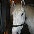 Gamle By (Stare Miasto) - żywy skansen, Aarhus, Dania