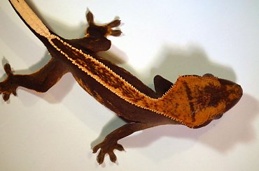 #CorrelophusCiliatus #CrestedGecko #GekonOrzęsiony #hatchling #Kronengecko #młody #RhacodactylusCiliatus #young