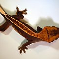 #CorrelophusCiliatus #CrestedGecko #GekonOrzęsiony #hatchling #Kronengecko #młody #RhacodactylusCiliatus #young