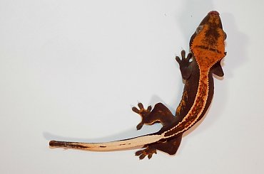 #CorrelophusCiliatus #CrestedGecko #GekonOrzęsiony #hatchling #Kronengecko #młody #RhacodactylusCiliatus #young