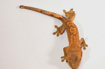 #CorrelophusCiliatus #CrestedGecko #GekonOrzęsiony #hatchling #Kronengecko #młody #RhacodactylusCiliatus #young