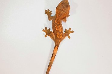 #CorrelophusCiliatus #CrestedGecko #GekonOrzęsiony #hatchling #Kronengecko #młody #RhacodactylusCiliatus #young