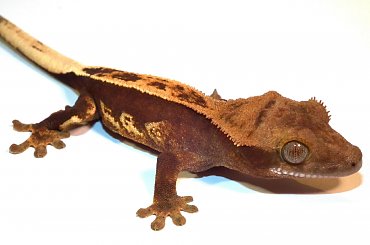 #CorrelophusCiliatus #CrestedGecko #GekonOrzęsiony #hatchling #Kronengecko #młody #RhacodactylusCiliatus #young