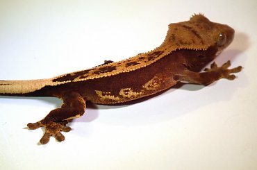 #CorrelophusCiliatus #CrestedGecko #GekonOrzęsiony #hatchling #Kronengecko #młody #RhacodactylusCiliatus #young