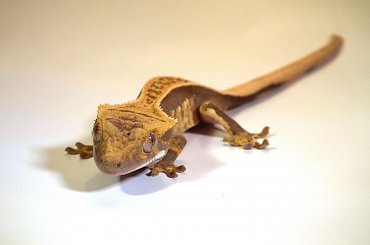 #CorrelophusCiliatus #CrestedGecko #GekonOrzęsiony #hatchling #Kronengecko #młody #RhacodactylusCiliatus #young