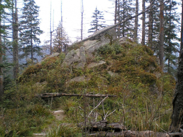 Wychodnia Skalna poniżej polany Kudłoń #góry #beskidy #gorce #kudłoń