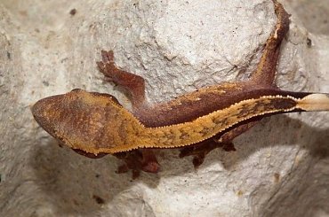#RhacodactylusCiliatus #CrestedGecko #GekonOrzęsiony #Kronengecko #CorrelophusCiliatus #hatchling #young #młody