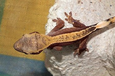 #RhacodactylusCiliatus #CrestedGecko #GekonOrzęsiony #Kronengecko #CorrelophusCiliatus #hatchling #young #młody
