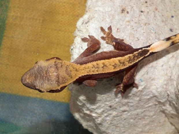 #RhacodactylusCiliatus #CrestedGecko #GekonOrzęsiony #Kronengecko #CorrelophusCiliatus #hatchling #young #młody