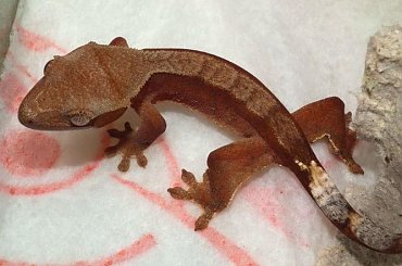 #RhacodactylusCiliatus #CrestedGecko #GekonOrzęsiony #Kronengecko #CorrelophusCiliatus #hatchling #young #młody
