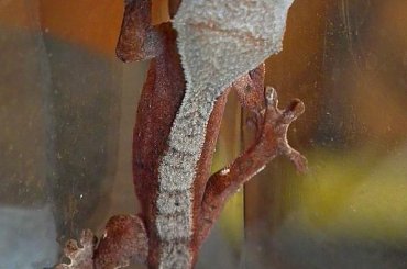 #CorrelophusCiliatus #CrestedGecko #GekonOrzęsiony #hatchling #Kronengecko #młody #RhacodactylusCiliatus #young