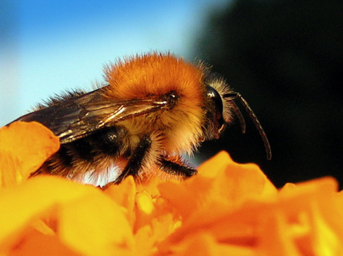 Pszczółkowe futerko :)