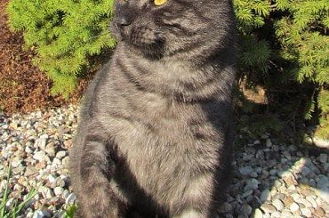 #Snejki #Misio #koty