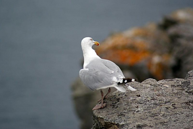 Pointe du Raz