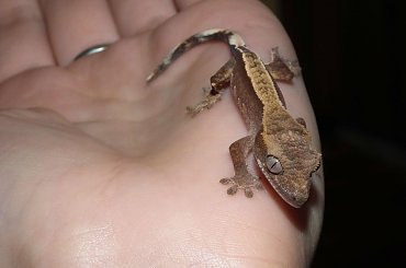 #CorrelophusCiliatus #CrestedGecko #GekonOrzęsiony #hatchling #Kronengecko #młody #RhacodactylusCiliatus #young