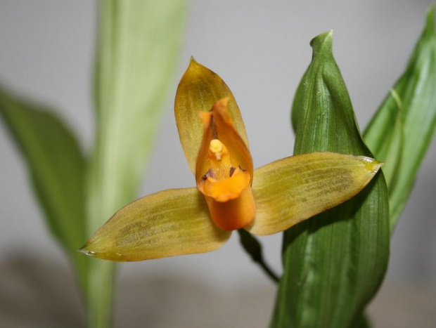 lycaste aromatica