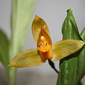 lycaste aromatica