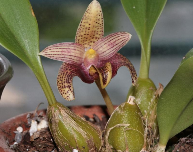 bulbophyllum facetum