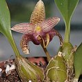 bulbophyllum facetum