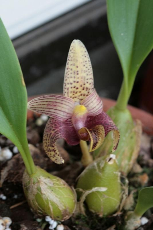 bulbophyllum facetum