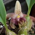 bulbophyllum facetum