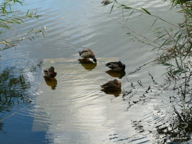 Park Szczęsliwicki