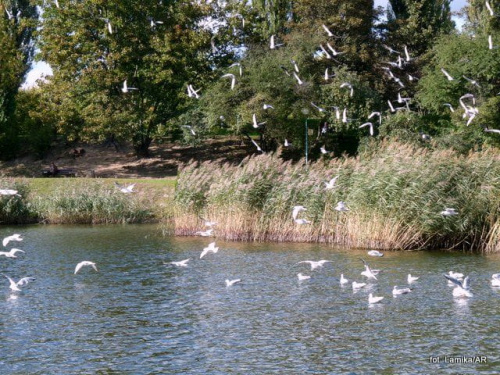 Park Szczęsliwicki