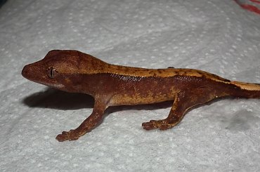 #CorrelophusCiliatus #CrestedGecko #GekonOrzęsiony #hatchling #Kronengecko #młody #pinstripe #RhacodactylusCiliatus #young